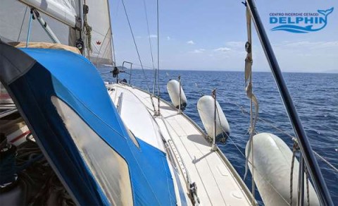 Avvistamenti Cetacei in Barca a Vela